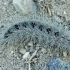 Pistachio processionary moth - Thaumetopoea solitaria, catterpilar | Fotografijos autorius : Gintautas Steiblys | © Macronature.eu | Macro photography web site