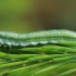 Žaliasis pušinis pjūklelis - Gilpinia virens, lerva | Fotografijos autorius : Gintautas Steiblys | © Macrogamta.lt | Šis tinklapis priklauso bendruomenei kuri domisi makro fotografija ir fotografuoja gyvąjį makro pasaulį.