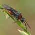 Pjūklelis - Dolerus sp. | Fotografijos autorius : Gintautas Steiblys | © Macrogamta.lt | Šis tinklapis priklauso bendruomenei kuri domisi makro fotografija ir fotografuoja gyvąjį makro pasaulį.