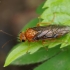 Pjūklelis - Hemichroa crocea ♀ | Fotografijos autorius : Romas Ferenca | © Macrogamta.lt | Šis tinklapis priklauso bendruomenei kuri domisi makro fotografija ir fotografuoja gyvąjį makro pasaulį.