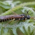 Pjūklelis - Strongylogaster xanthocera ♀ | Fotografijos autorius : Žilvinas Pūtys | © Macrogamta.lt | Šis tinklapis priklauso bendruomenei kuri domisi makro fotografija ir fotografuoja gyvąjį makro pasaulį.