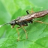 Pjūklelis - Tenthredo ferruginea | Fotografijos autorius : Žilvinas Pūtys | © Macrogamta.lt | Šis tinklapis priklauso bendruomenei kuri domisi makro fotografija ir fotografuoja gyvąjį makro pasaulį.