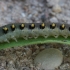 Pjūklelis - Tenthredo mandibularis, lerva | Fotografijos autorius : Vytautas Gluoksnis | © Macrogamta.lt | Šis tinklapis priklauso bendruomenei kuri domisi makro fotografija ir fotografuoja gyvąjį makro pasaulį.