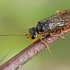 Pjūklelis audėjas | Fotografijos autorius : Gintautas Steiblys | © Macrogamta.lt | Šis tinklapis priklauso bendruomenei kuri domisi makro fotografija ir fotografuoja gyvąjį makro pasaulį.