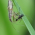 Plačioji skerdblakė - Nabis flavomarginatus | Fotografijos autorius : Vidas Brazauskas | © Macrogamta.lt | Šis tinklapis priklauso bendruomenei kuri domisi makro fotografija ir fotografuoja gyvąjį makro pasaulį.