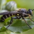 Plėšriamusė - Choerades marginata ♂ | Fotografijos autorius : Žilvinas Pūtys | © Macrogamta.lt | Šis tinklapis priklauso bendruomenei kuri domisi makro fotografija ir fotografuoja gyvąjį makro pasaulį.