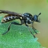 Plėšriamusė - Choerades marginata | Fotografijos autorius : Gintautas Steiblys | © Macrogamta.lt | Šis tinklapis priklauso bendruomenei kuri domisi makro fotografija ir fotografuoja gyvąjį makro pasaulį.