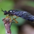 Plėšriamusė - Dioctria oelandica | Fotografijos autorius : Romas Ferenca | © Macrogamta.lt | Šis tinklapis priklauso bendruomenei kuri domisi makro fotografija ir fotografuoja gyvąjį makro pasaulį.