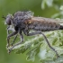 Plėšriamusė - Dysmachus trigonus ♀ | Fotografijos autorius : Žilvinas Pūtys | © Macrogamta.lt | Šis tinklapis priklauso bendruomenei kuri domisi makro fotografija ir fotografuoja gyvąjį makro pasaulį.