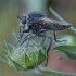 Plėšriamusė - Dysmachus trigonus ♂ | Fotografijos autorius : Žilvinas Pūtys | © Macrogamta.lt | Šis tinklapis priklauso bendruomenei kuri domisi makro fotografija ir fotografuoja gyvąjį makro pasaulį.