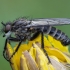 Plėšriamusė - Lasiopogon cinctus ♂ | Fotografijos autorius : Žilvinas Pūtys | © Macrogamta.lt | Šis tinklapis priklauso bendruomenei kuri domisi makro fotografija ir fotografuoja gyvąjį makro pasaulį.