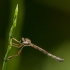 Plėšriamusė - Leptogaster cylindrica ♂ | Fotografijos autorius : Žilvinas Pūtys | © Macrogamta.lt | Šis tinklapis priklauso bendruomenei kuri domisi makro fotografija ir fotografuoja gyvąjį makro pasaulį.