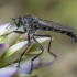 Plėšriamusė - Neoitamus socius ♂ | Fotografijos autorius : Žilvinas Pūtys | © Macrogamta.lt | Šis tinklapis priklauso bendruomenei kuri domisi makro fotografija ir fotografuoja gyvąjį makro pasaulį.