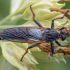 Plėšriamusė - Pamponerus germanicus ♂ | Fotografijos autorius : Žilvinas Pūtys | © Macrogamta.lt | Šis tinklapis priklauso bendruomenei kuri domisi makro fotografija ir fotografuoja gyvąjį makro pasaulį.