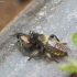 Kamaniškoji plėšriamusė - Laphria flava | Fotografijos autorius : Vidas Brazauskas | © Macrogamta.lt | Šis tinklapis priklauso bendruomenei kuri domisi makro fotografija ir fotografuoja gyvąjį makro pasaulį.