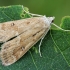 Plūdinis ugniukas - Parapoynx stratiotata | Fotografijos autorius : Gintautas Steiblys | © Macrogamta.lt | Šis tinklapis priklauso bendruomenei kuri domisi makro fotografija ir fotografuoja gyvąjį makro pasaulį.