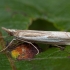 Plačiajuostis žolinukas - Crambus hamella | Fotografijos autorius : Žilvinas Pūtys | © Macrogamta.lt | Šis tinklapis priklauso bendruomenei kuri domisi makro fotografija ir fotografuoja gyvąjį makro pasaulį.