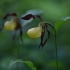 Plačialapė klumpaitė - Cypripedium calceolus | Fotografijos autorius : Zita Gasiūnaitė | © Macrogamta.lt | Šis tinklapis priklauso bendruomenei kuri domisi makro fotografija ir fotografuoja gyvąjį makro pasaulį.