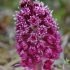 Plačialapis šaukštis - Petasites hybridus | Fotografijos autorius : Nomeda Vėlavičienė | © Macrogamta.lt | Šis tinklapis priklauso bendruomenei kuri domisi makro fotografija ir fotografuoja gyvąjį makro pasaulį.