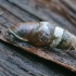 Plaited Door-snail - Cochlodina laminata  | Fotografijos autorius : Gintautas Steiblys | © Macronature.eu | Macro photography web site