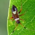 Plant Bug - Closterotomus biclavatus, nymph  | Fotografijos autorius : Gintautas Steiblys | © Macronature.eu | Macro photography web site