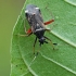 Plant Bug - Closterotomus biclavatus | Fotografijos autorius : Gintautas Steiblys | © Macronature.eu | Macro photography web site