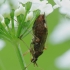 Plant Bug - Closterotomus biclavatus | Fotografijos autorius : Vidas Brazauskas | © Macronature.eu | Macro photography web site