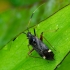 Plant Bug - Closterotomus biclavatus | Fotografijos autorius : Romas Ferenca | © Macronature.eu | Macro photography web site