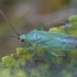 Plant Bug - Orthotylus marginalis ♂ | Fotografijos autorius : Žilvinas Pūtys | © Macronature.eu | Macro photography web site