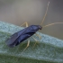 Plant Bug - Phylus coryli ♂ | Fotografijos autorius : Žilvinas Pūtys | © Macronature.eu | Macro photography web site