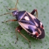 Baltaraištė žolblakė - Polymerus unifasciatus | Fotografijos autorius : Kazimieras Martinaitis | © Macronature.eu | Macro photography web site