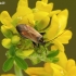 Plant bug – Adelphocoris seticornis | Fotografijos autorius : Darius Baužys | © Macrogamta.lt | Šis tinklapis priklauso bendruomenei kuri domisi makro fotografija ir fotografuoja gyvąjį makro pasaulį.