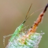 Plant bug – Megaloceroea recticornis | Fotografijos autorius : Darius Baužys | © Macronature.eu | Macro photography web site