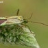Plant bug - Adelphocoris quadripunctatus  | Fotografijos autorius : Gintautas Steiblys | © Macronature.eu | Macro photography web site