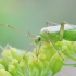 Plant bug - Adelphocoris quadripunctatus  | Fotografijos autorius : Gediminas Gražulevičius | © Macronature.eu | Macro photography web site