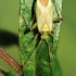 Plant bug - Adelphocoris quadripunctatus | Fotografijos autorius : Ramunė Vakarė | © Macronature.eu | Macro photography web site