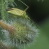 Plant bug - Adelphocoris quadripunctatus | Fotografijos autorius : Gintautas Steiblys | © Macronature.eu | Macro photography web site
