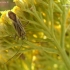Plant bug - Adelphocoris quadripunctatus | Fotografijos autorius : Nomeda Vėlavičienė | © Macrogamta.lt | Šis tinklapis priklauso bendruomenei kuri domisi makro fotografija ir fotografuoja gyvąjį makro pasaulį.
