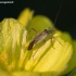 Plant bug - Adelphocoris quadripunctatus | Fotografijos autorius : Žilvinas Pūtys | © Macronature.eu | Macro photography web site