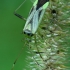Plant bug - Adelphocoris quadripunctatus | Fotografijos autorius : Gintautas Steiblys | © Macronature.eu | Macro photography web site