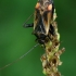 Plant bug - Adelphocoris seticornis  | Fotografijos autorius : Gintautas Steiblys | © Macronature.eu | Macro photography web site