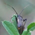 Plant bug - Adelphocoris seticornis | Fotografijos autorius : Vytautas Gluoksnis | © Macronature.eu | Macro photography web site