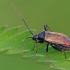 Plant bug - Adelphocoris seticornis | Fotografijos autorius : Gintautas Steiblys | © Macronature.eu | Macro photography web site