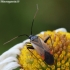 Plant bug - Adelphocoris seticornis | Fotografijos autorius : Algirdas Vilkas | © Macronature.eu | Macro photography web site