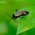 Plant bug - Adelphocoris seticornis | Fotografijos autorius : Romas Ferenca | © Macronature.eu | Macro photography web site