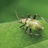 Plant bug - Calocoris alpestris, nymph | Fotografijos autorius : Gintautas Steiblys | © Macronature.eu | Macro photography web site
