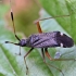 Plant bug - Closterotomus biclavatus | Fotografijos autorius : Kazimieras Martinaitis | © Macronature.eu | Macro photography web site