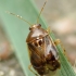 Plant bug - Deraeocoris lutescens ? | Fotografijos autorius : Vidas Brazauskas | © Macronature.eu | Macro photography web site