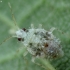Plant bug - Deraeocoris lutescens, nymph | Fotografijos autorius : Vidas Brazauskas | © Macronature.eu | Macro photography web site