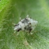 Plant bug - Deraeocoris lutescens, nymph | Fotografijos autorius : Vidas Brazauskas | © Macronature.eu | Macro photography web site
